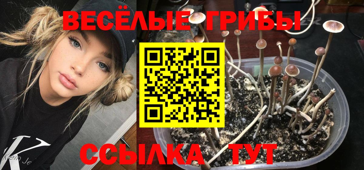 Псилоцибиновые грибы Cubensis Приморско-Ахтарск